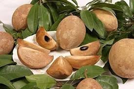 Sapodilla Manilkara zapota seeds for tropical orchard